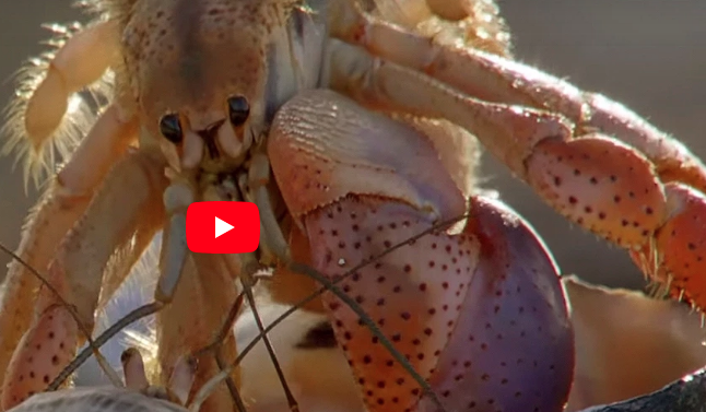 Hermit crabs line up to exchange their shells (Enrichment)