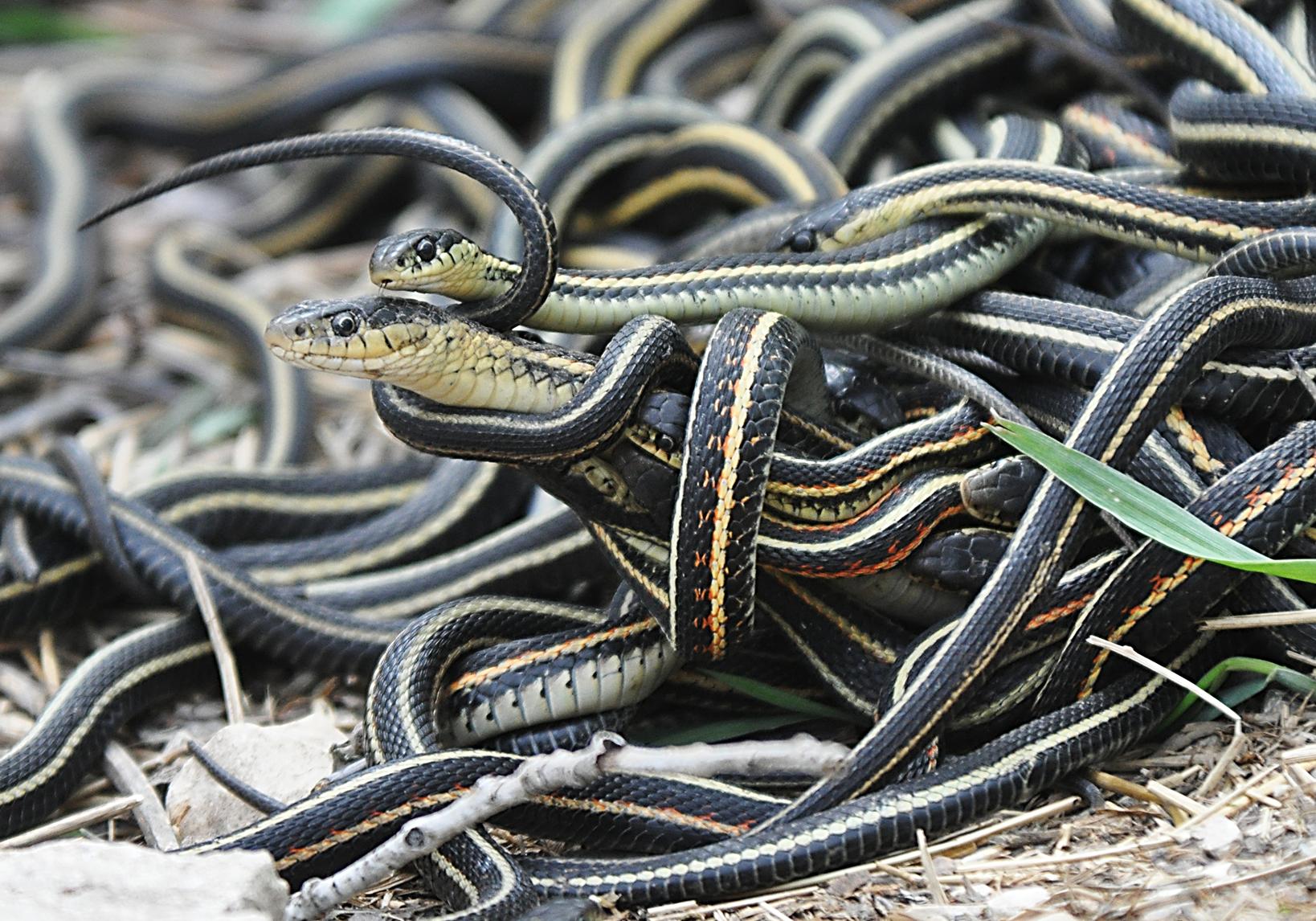 mating-ball-of-garter-snakes-enrichment